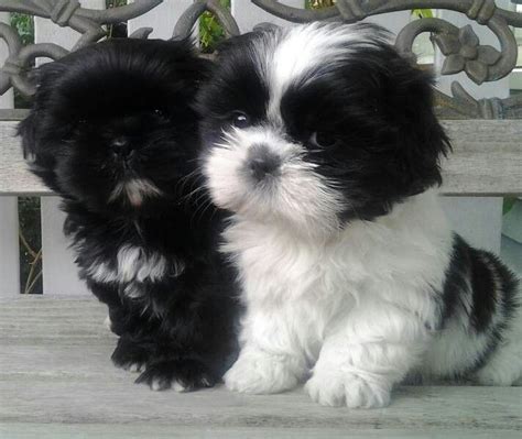 A newborn shih tzu puppy will weigh around 6 ounces (170g). Two baby Shih Tzu puppies...so precious! | Dogs, puppies ...