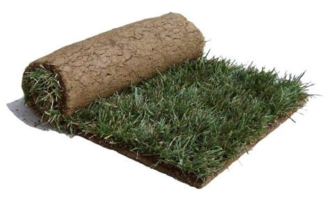 Tall Fescue 504 Sq Ft Atlanta Sod Company