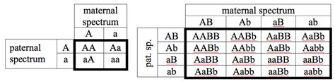 Examples Of Punnett Squares For Monohybrid And Dihybrid Crosses Of Download Scientific