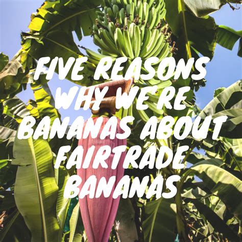 Five Reasons To Love Fairtrade Bananas Fairtrade Australia New Zealand