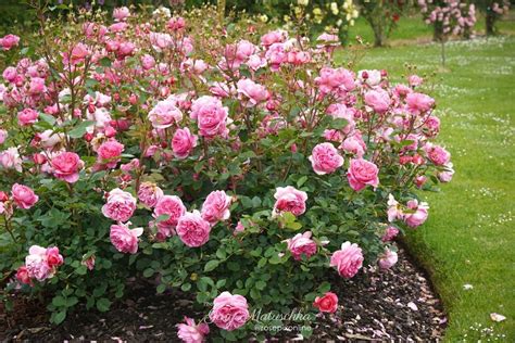 Treloar Roses Australia On Instagram Just Like The Rest Of Our Garden