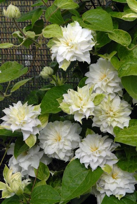 Please review the schedule and the details on our product pages for more information. Madame Maria clematis has large, double white flowers, is ...