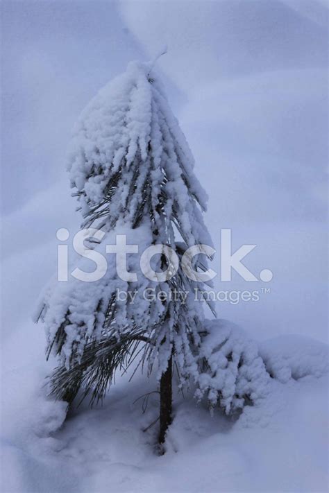 Snow Covered Tree In Stock Photos