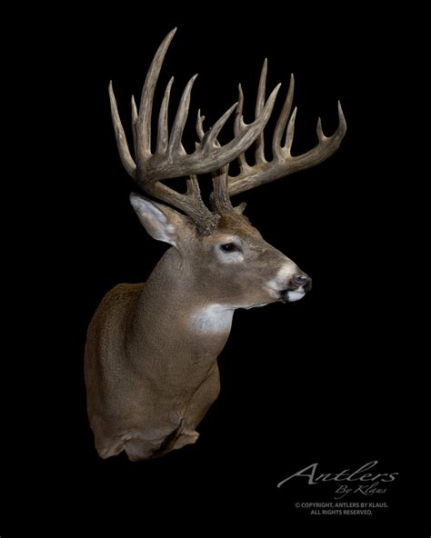 Koberstein Buck Antlers By Klaus
