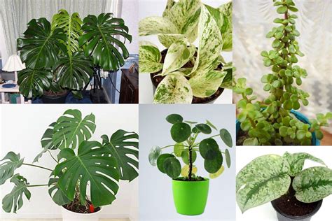 8 Different Types Of Money Plants That Bring Good Fortune