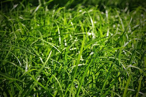 Grass Macro Greens Hd Wallpaper Pxfuel