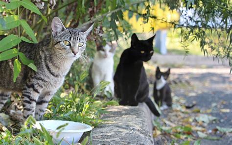 Help keep this page updated: Stray Vs. Feral Cats - save a rescue