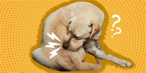 Why Is Your Dog Biting His Tail And Chewing His Butt A Vet Explains