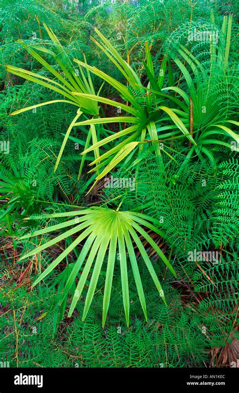 Cabbage Palmetto Sabal Palmetto In Pine Forest With Fern Plants