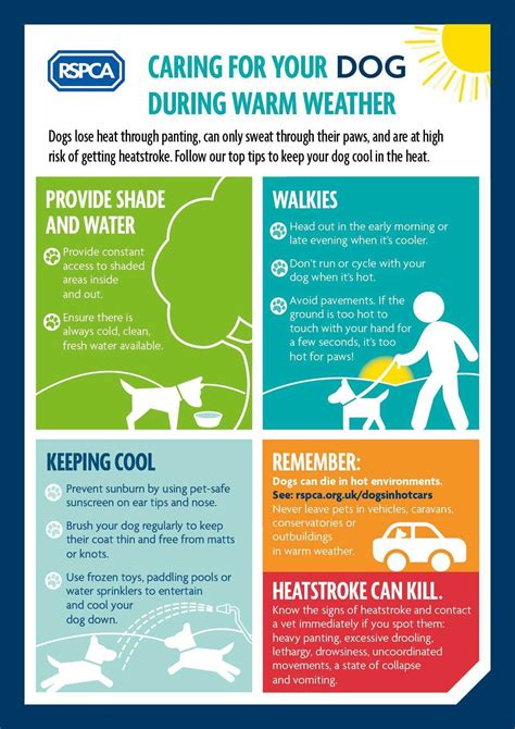 Heat Warning For Dogs Help Dogs Stay Cool In The Hot Summer Weather