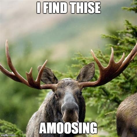 Moose Imgflip