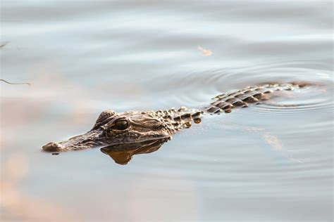 How To Get Along With Gators Jekyll Island Georgia Vacation