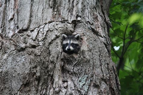 Raccoon Looking Out Of Hole In Tree Smithsonian Photo Contest