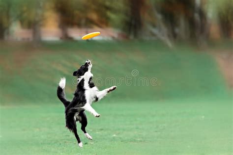 Border Collie Dog Catching Frisbee Stock Image Image Of Animal Jump
