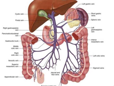 Arteries carry oxygen rich blood away from the heart and eventually merge into smaller vessels called arterioles. that carries away from heart where it branches into ...