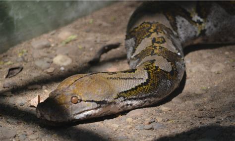 Top 5 Largest And Longest Snake Species In The World