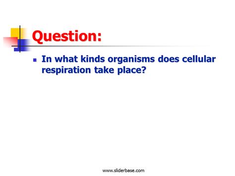 In which organelle does cellular respiration occur? Cellular respiration - Presentation Biology