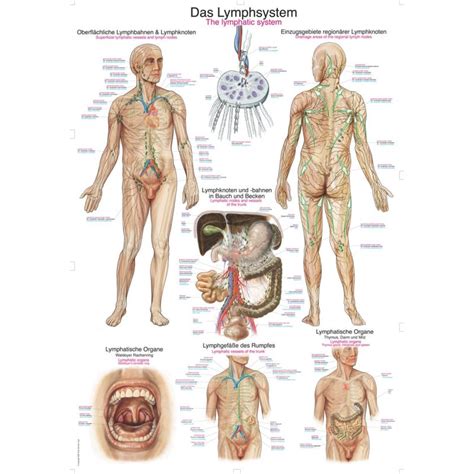 The Lymphatic System Educational Chart Health And Care