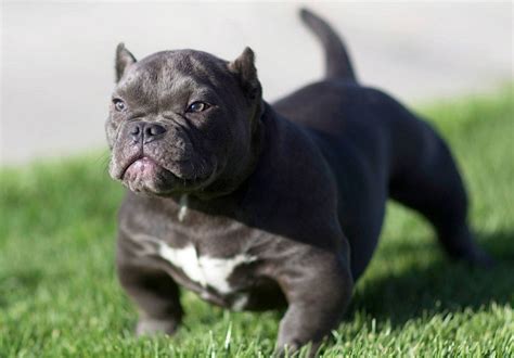 Chó pitbull có giá bao nhiêu trên thị trường việt nam giá dịch vụ cắ t tai cho chó pitbull. Chó Pitbull giá bao nhiêu? Yếu tố nào quyết định giá chó?