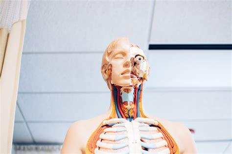 The Best Resources For Learning Anatomy The Lowkey Medic