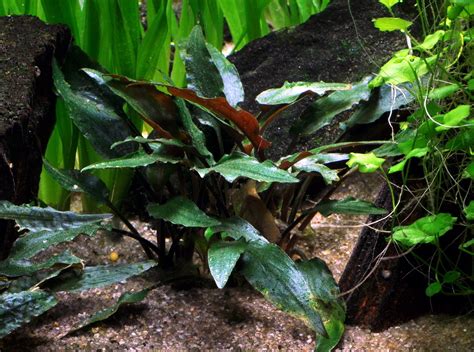 Because of this we use snails, shrimp, fish, and other means to help keep the plants as free from algae and other possible pests. Cryptocoryne beckettii 'Petchii' - In pot ...