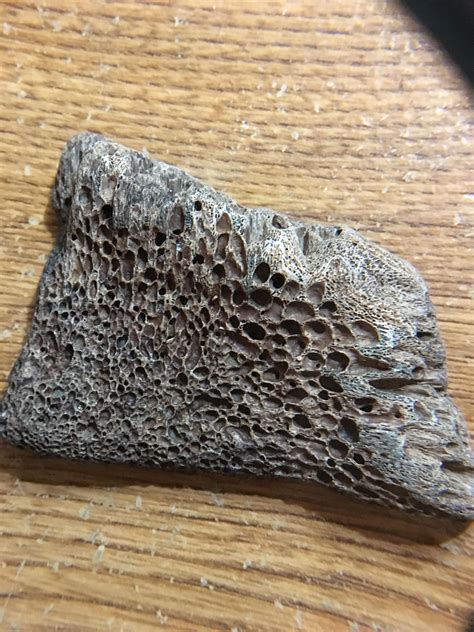 Found On The Beach In Jacksonville Fl 90 Sure Its Fossilized Bone