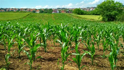 Corn Plant On Field · Free Stock Photo