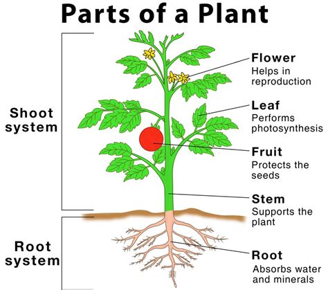 What Are Parts Of Plants And Their Functions Your Info Master