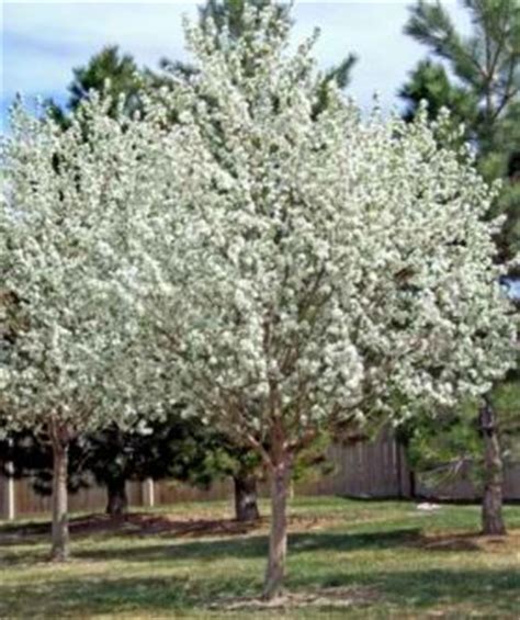 However, flowering trees aren't only for ornamental purposes. Turfsavers Tree Farm Ornamental Trees for Sale