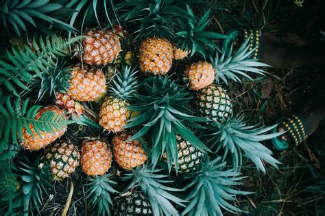 How To Start Pineapple Farming Beginners Guide Ofarms