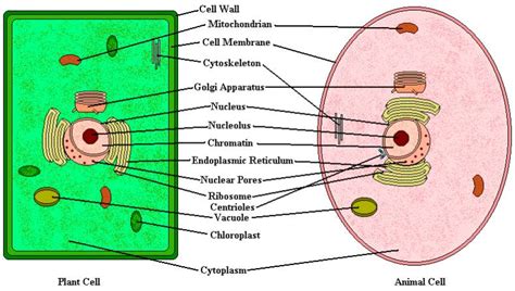 Do sperm cells have organelles - Nude gallery