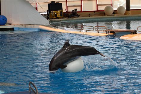 Dolphin Show National Aquarium In Baltimore Md 1212162 Photograph