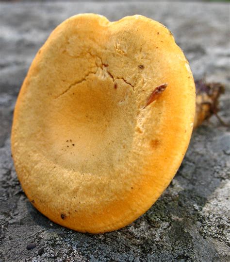 Chanterelle (Cantharellus cibarius) - Mushroom-Collecting.com