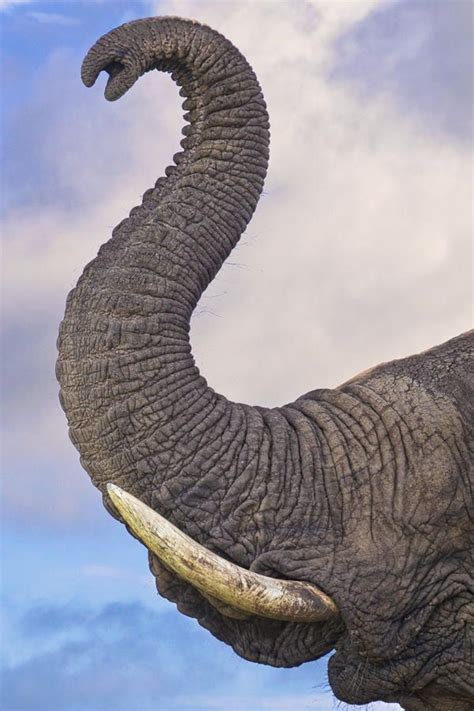 As 25 Melhores Ideias De Elephant Trunk No Pinterest Elefantes