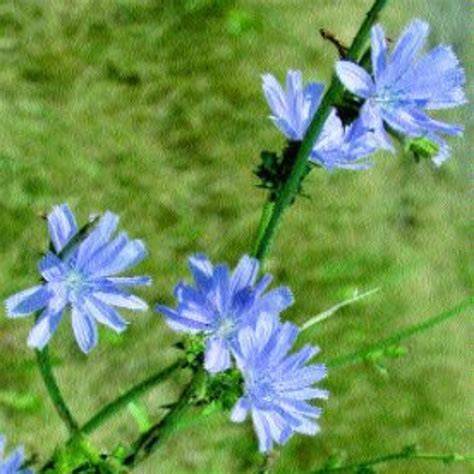 Herb To Know Chicory Edible Wild Plants Edible Plants Wild Plants