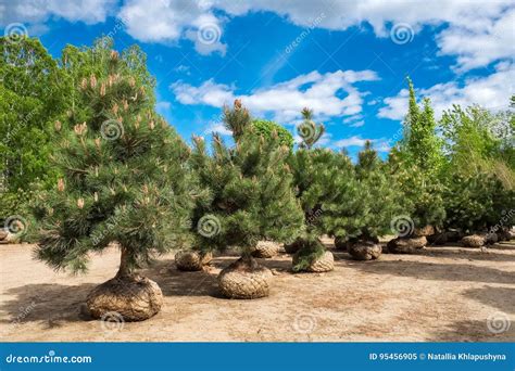 Pine Trees On Tree Farm Stock Image Image Of Cultivation 95456905