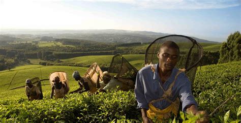 Tea Plantations Of The Southern Highlands Journeys By Design