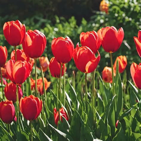 Red Tulips Spring Flowers Free Stock Photo Public Domain Pictures