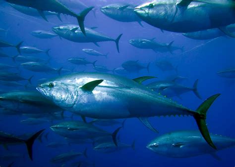 Download Fish Animal Tuna Wallpaper