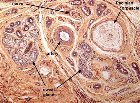 Meissner's corpuscles localize in the dermis between epidermal ridges. Gleeson 9 Science / Touch