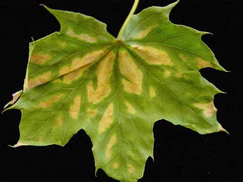 Verticillium Wilt A Serious Disease Of Trees And Shrubs News