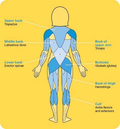 Muscles of the body front/back. The Different Muscle Groups | Cancer Council NSW