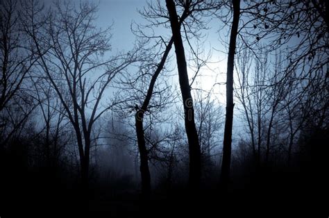 12502 Mysterious Mood Photos Free And Royalty Free Stock Photos From