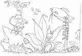 Aquarium Coloring Freshwater Tetra Moss Nature Know Need sketch template