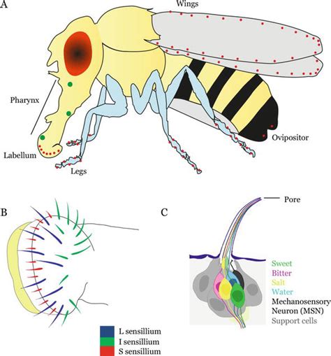 Understanding Taste Using Drosophila Melanogaster IntechOpen