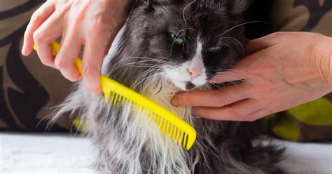 Tips For Grooming Long Haired Cats