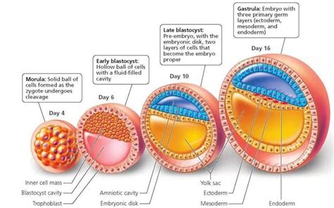 Development Throughout Life Biology Of Humans Cell Forms Germ