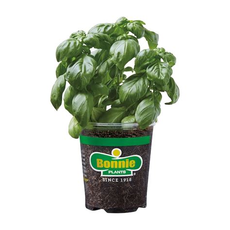 Bonnie Plants Sweet Basil In 193 Oz Pot At