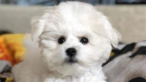 15 Reasons Why You Should Never Own Bichon Frises Page 2