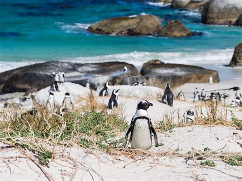 Boulders Beach Cape Town South Africa Activity Review